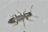 Tarsostenus univittatus
